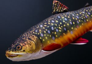 Riba - igrača GABY The Mini Brook Trout 35 cm - potočna zlatovčica | GP-780125