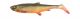 Silikonske vabe SAVAGE GEAR 3D HERRING SHAD 15CM 23g ARTIC CHR 2PC (1639333)