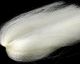 Material za vezavo potezank SYBAI tackle Slinky Hair | Ivory