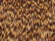 Material za vezavo muh COCK CAPE basic fly fishing - grizzly brown