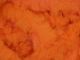 Material za vezavo muh globak - globag EGGSTASY CHENILLE hotfly - 10 mm - 200 cm - fl. orange