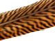 Material za muhe - zlati fazan HOTFLY GOLDEN PHEASANT TAIL FEATHER 1° CLASS hotfly - 1 pc. - ca. 60 cm